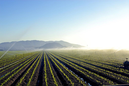 Freshly Planted Field of Vegetables Being Irrigated